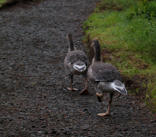 Patos en el Bosque de Hofdi